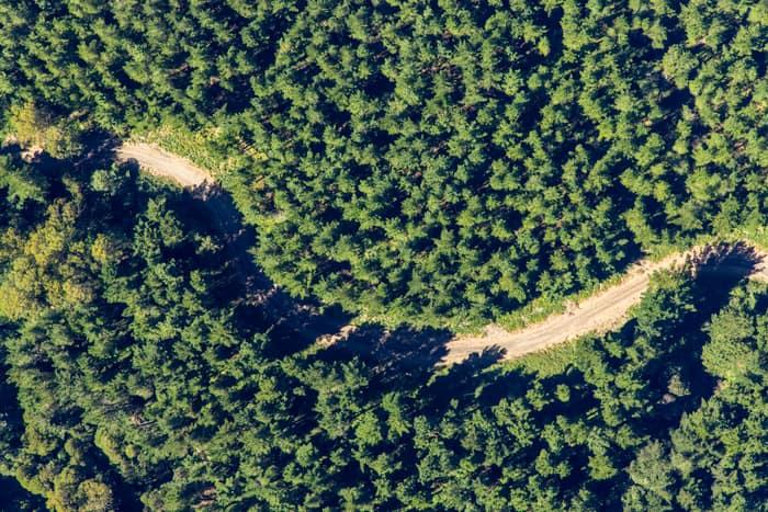 Aerial view of an unsealed forest track winding through dense green woodland near Beech Forest in the Otway Ranges, Victoria.