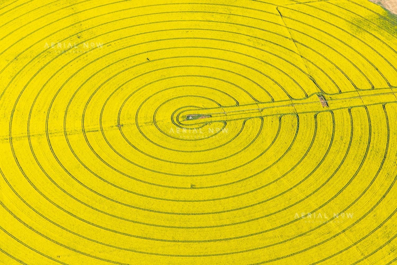 Aerial view of a bright yellow centre pivot crop field with circular tractor tracks near Wyuna in Victoria.