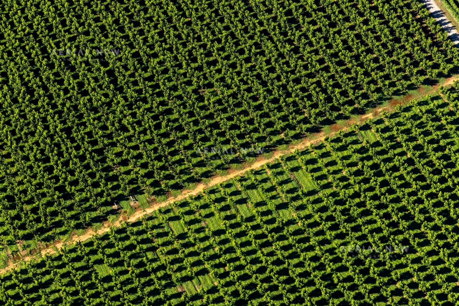Aerial view of irrigated orchard rows divided by a central farm access track near Cobram in northern Victoria.